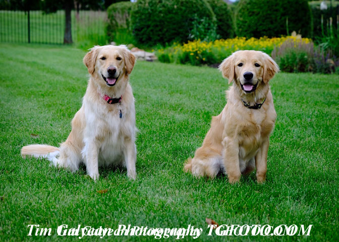 dogs,cats,pets,inhome,care,no,stress,experienced,loving,affordable,portraits,happy,safe,